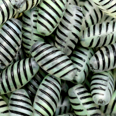 Conta de Vidro Preciosa® Ornela Tatuzinho Verde Preto (5061P) 14mm