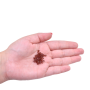 Balao Preciosa art. 451 69 302 Light Burgundy 4mm