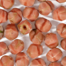 Conta Helix Preciosa® Ornela art. 399 Rosa Verde 10mm